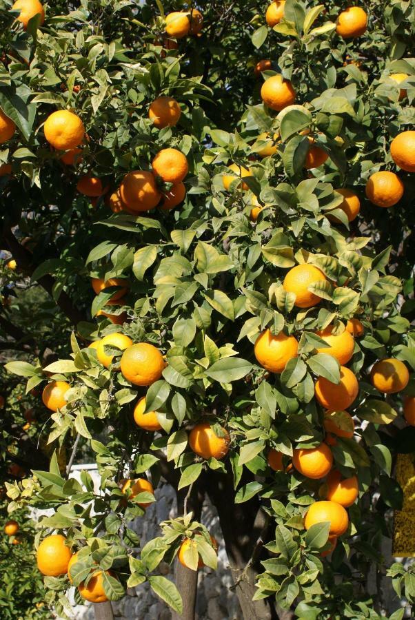 Three Oranges Apartment Trsteno Ngoại thất bức ảnh
