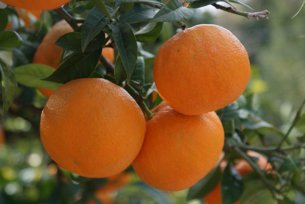 Three Oranges Apartment Trsteno Ngoại thất bức ảnh